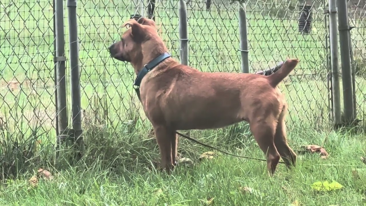 Enlarge TJ, a Adoptable mixed breed in Olympia, WA video 6/6