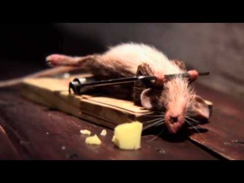 O Rato e o Queijo HD