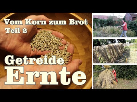 Teil 2 Die Ernte  🌾  verschiedene Methoden "Vom Korn zum Brot"