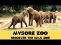Mysore Zoo Discover The Wild Side I Sri Chamarajendra Zoological Garden I Mysuru Zoo
