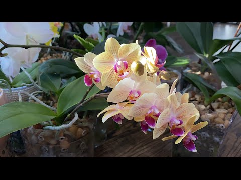 , title : '🇺🇸CHIA SẼ CÁCH CHĂM SÓC LAN HỒ ĐIỆP TRỒNG TRONG NHÀ MÙA ĐÔNG, CARING FOR PHALAENOPSIS INDOOR ❄️❄️'