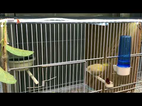Breeding mutation European Green finch 2022