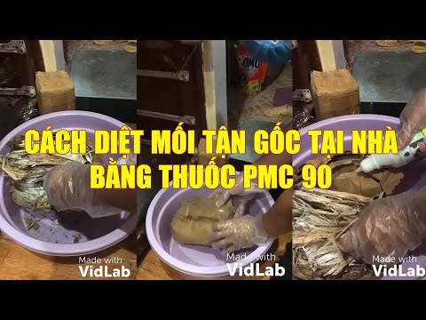 Cách Diệt Mối Tận Gốc Tại Nhà Bằng Hộp Nhử Mối và Thuốc PMC 90