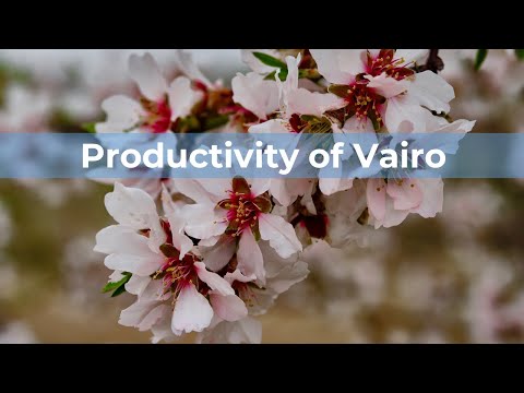 Productivity of Vairo