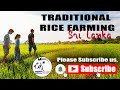 THE PADDY FIELD KUMBURA AND TRADITIONAL RICE FARMING IN SRI LANKA