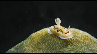 The Last Reef: Cities Beneath the Sea - Trailer