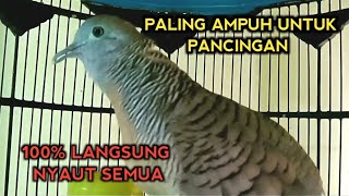 Download lagu SUARA PERKUTUT BANGKOK GACOR PALING AMPUH UNTUK PANCINGAN. mp3