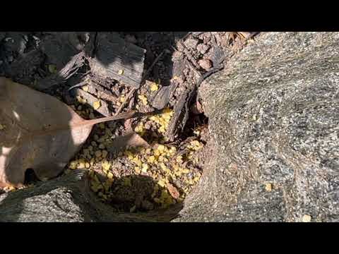 Baiting for Ants in Somerville, NJ