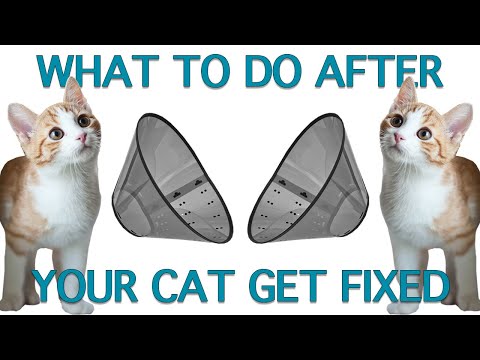 How To Care For Cats After Spay Neuter