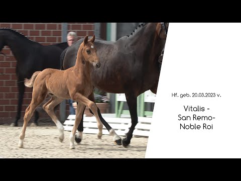 Hf v Vitalis x San Remo x Noble Roi 2023