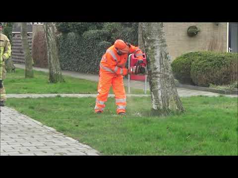 Brandweer Krommenie zaagt boom om bij de Van Allenstraat in Krommenie