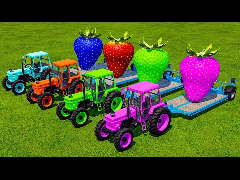 TRANSPORT GIANT COLORED STRAWBERRY WITH FIAT TRACTORS - Farming Simulator 22