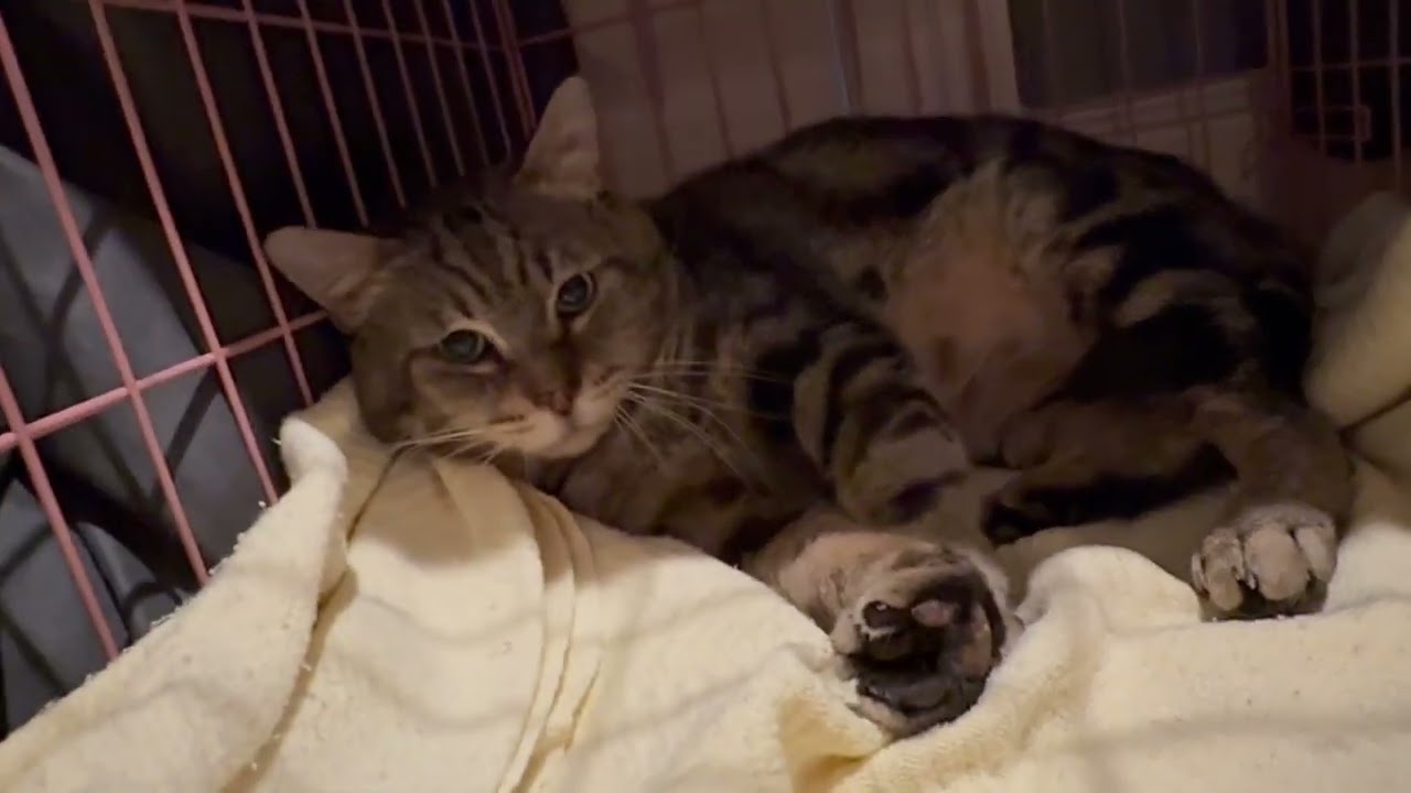 Enlarge Nigel, a Adoptable mixed breed in Hilton Head Island, SC video 6/6