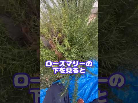 地中海の自然を尊重しながら、鉢植えや庭で持続可能なローズマリーを維持する方法  庭園