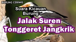 Download lagu Suara Kicauan Burung Jalak Suren Isian Suara Tonggeret Jangkrik Cocok Buat Masteran Biar Unik mp3 Download lagu Suara Kicauan Burung Jalak Suren Isian Suara Tonggeret Jangkrik Cocok Buat Masteran Biar Unik mp3