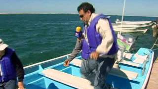 preview picture of video 'Avistamiento de ballena gris en Puerto Adolfo López Mateos'