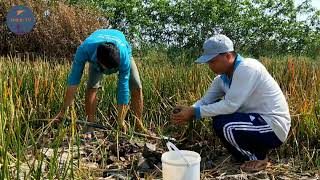 Download lagu Trãi Nghiệm Đi Đào Củ Năng Ăn Và Cái Kết || Khánh 83 mp3