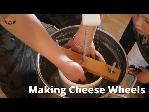 How We Make a Wheel of Alpine Cheese - Natural Cheesemaking {VIDEO}