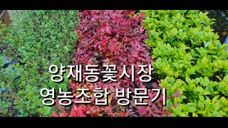 양재동꽃시장 영농조합 꽃가게 방문기~ #양재동꽃시장 #식물튜브 #영농조합