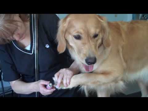 "PanCakes" Birthday Spa Visit Wine Country  Pet Spa Dog Groo