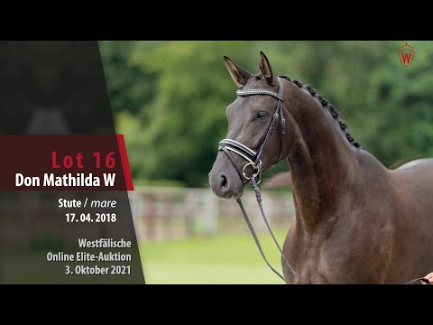 Online Elite-Auktion Lot 16 Don Mathilda W Stute v. Don Martillo - Rosario