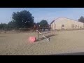 Jument3 ans selle francais 1.68m par Ulhan du temple