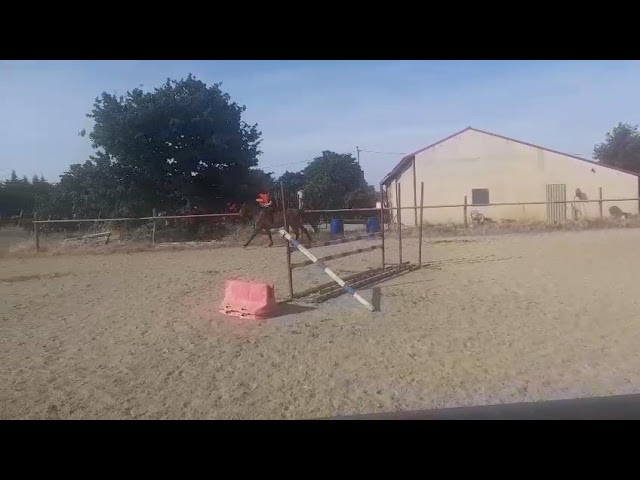 Jument3 ans selle francais 1.68m par Ulhan du temple