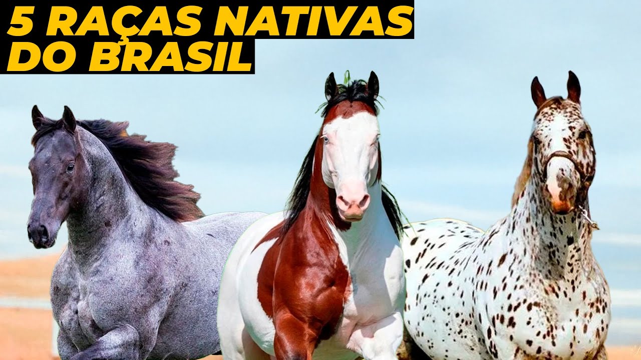 5 RAÇAS DE CAVALOS NATIVAS DO BRASIL QUE POUCOS CONHECEM