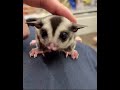 フクロモモンガベビー(2023年11月24日/10月28日入荷の新生児)♪のYouTubeサムネイル画像