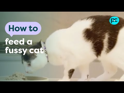 How to feed a fussy #cat | PET CIRCLE