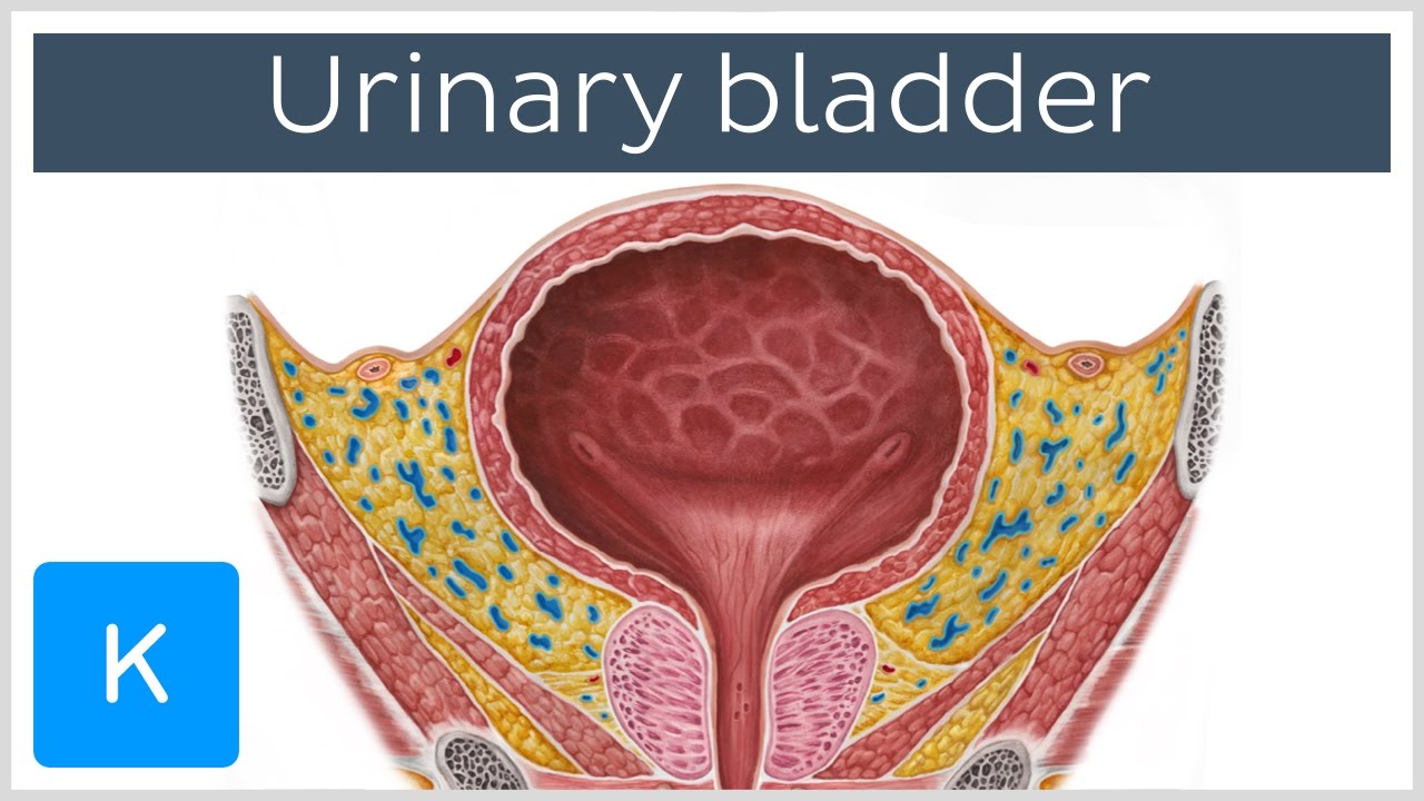 Video Urinary bladder Kenhub