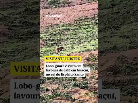Lobo-guará é visto em lavoura de café em Guaçuí, no sul do Espírito Santo #shorts #noticias