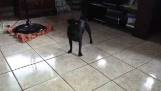 preview picture of video 'Pug chasing tail.'