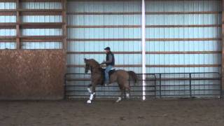 Select Show Horses Johnny