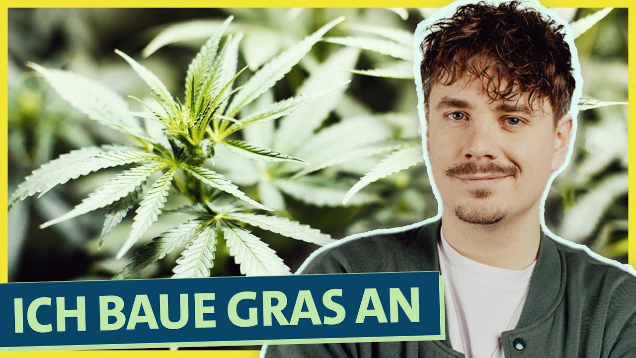 Selbstexperiment Cannabis Anbau: Wie funktioniert’s und was kann schief gehen? (Teil 1)