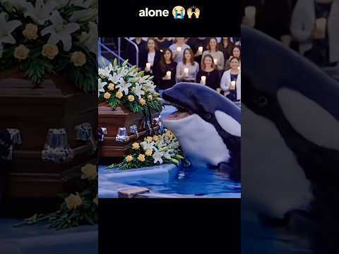 Jessica orca 🐬 funeral | Jessica Radcliffe orca attack😨 #dolphin #jessicaradcliffe #attack