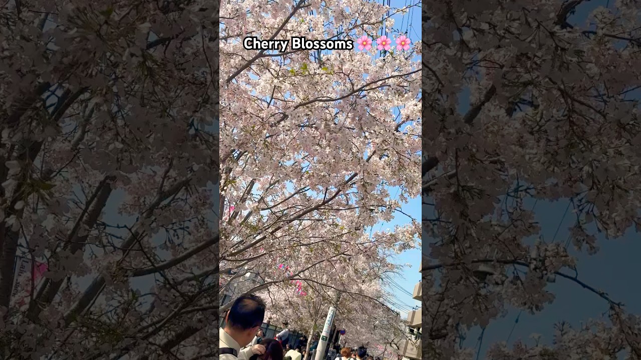 Hello spring from Tokyo 🌸 #satisfying #sakura #shorts