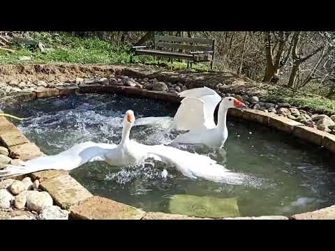 oche matte in acqua | crazy geese in the water