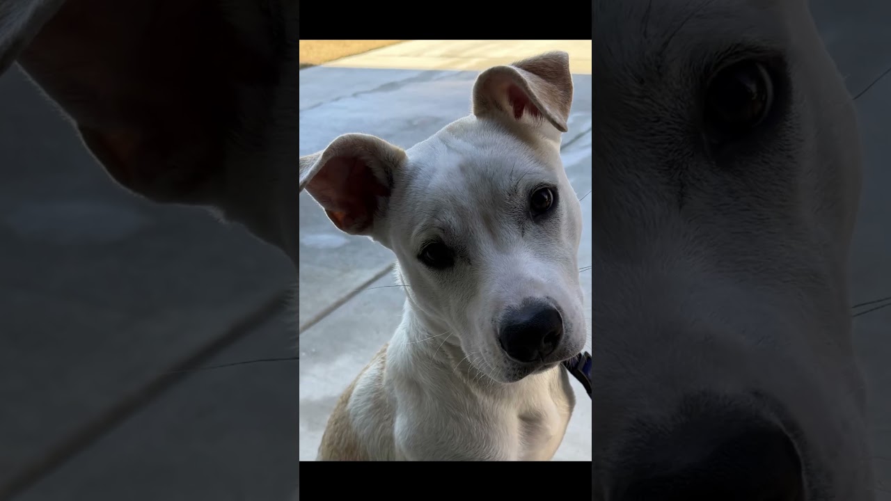 Enlarge TEX, a ADOPTABLE mixed breed in fort worth, TX video 6/6