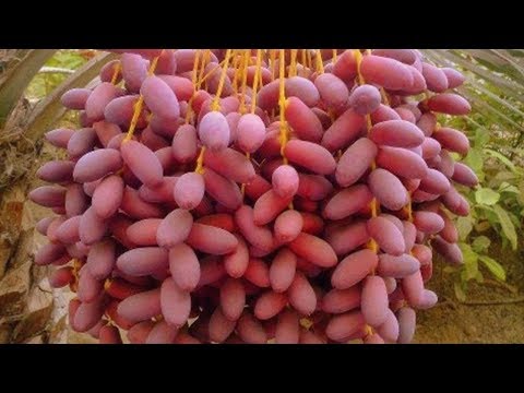 Pathogenese von Diabetes mellitus Typ 2 Was ist Diabetes Anzeichen und Ernährung