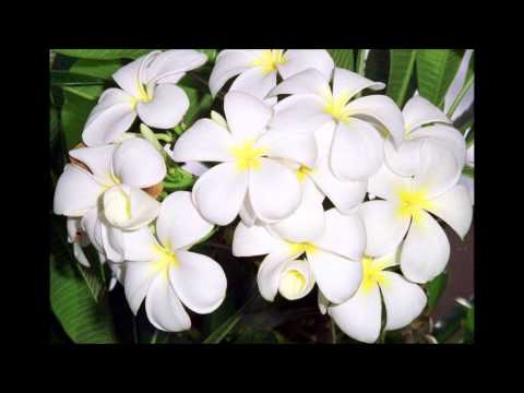 Voqa Kei Gau E Loma - Daulomani