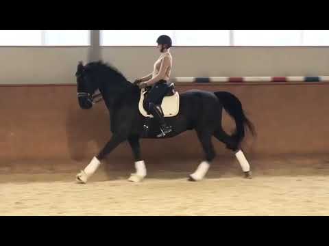 11j. Hann. Rappwallach v. Don Frederico x Wolkenstein, 1,68 Stm., Dressurprüfung Kl. M* u.