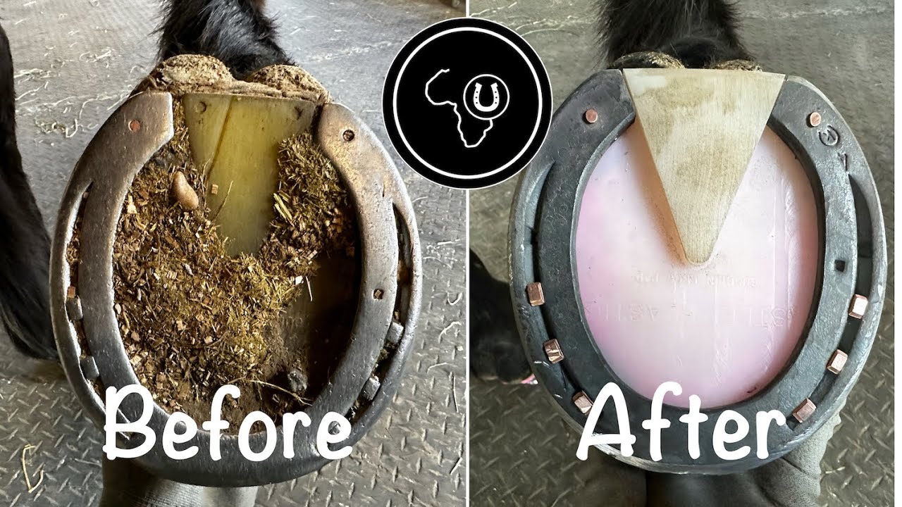 Full horse hoof restoration