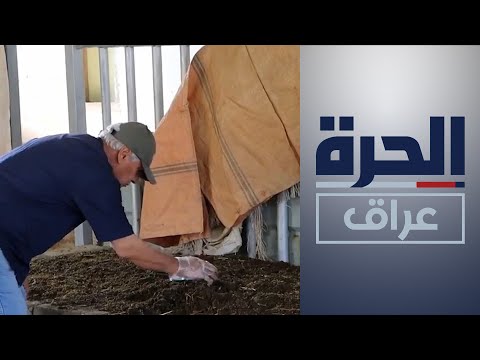 شاهد بالفيديو.. العراق.. مهندس زراعي في ديالى يطلق مشروعا لإنتاج السماد العضوي