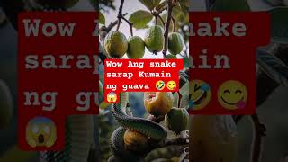 Download lagu #shrort  video #pusoan # amazing #snake eating guava 😋😱🤣😋 mp3