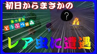 【あつまれどうぶつの森】まさかのレア虫に遭遇するも悲しき事態に・・・【２日目】