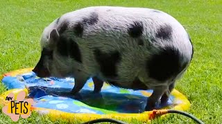 Pretty Pigs! | The Best Cute, Funny Animal Videos Compilation #12 | AFV Pets