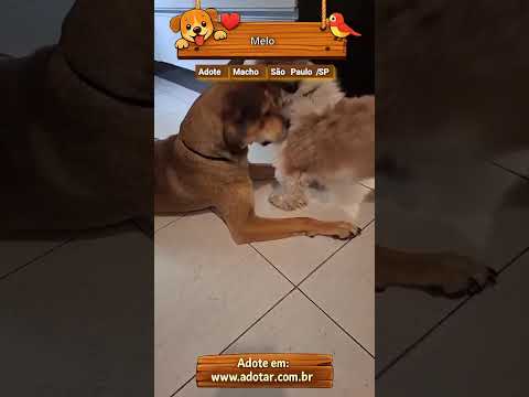 Vídeo de Melo
