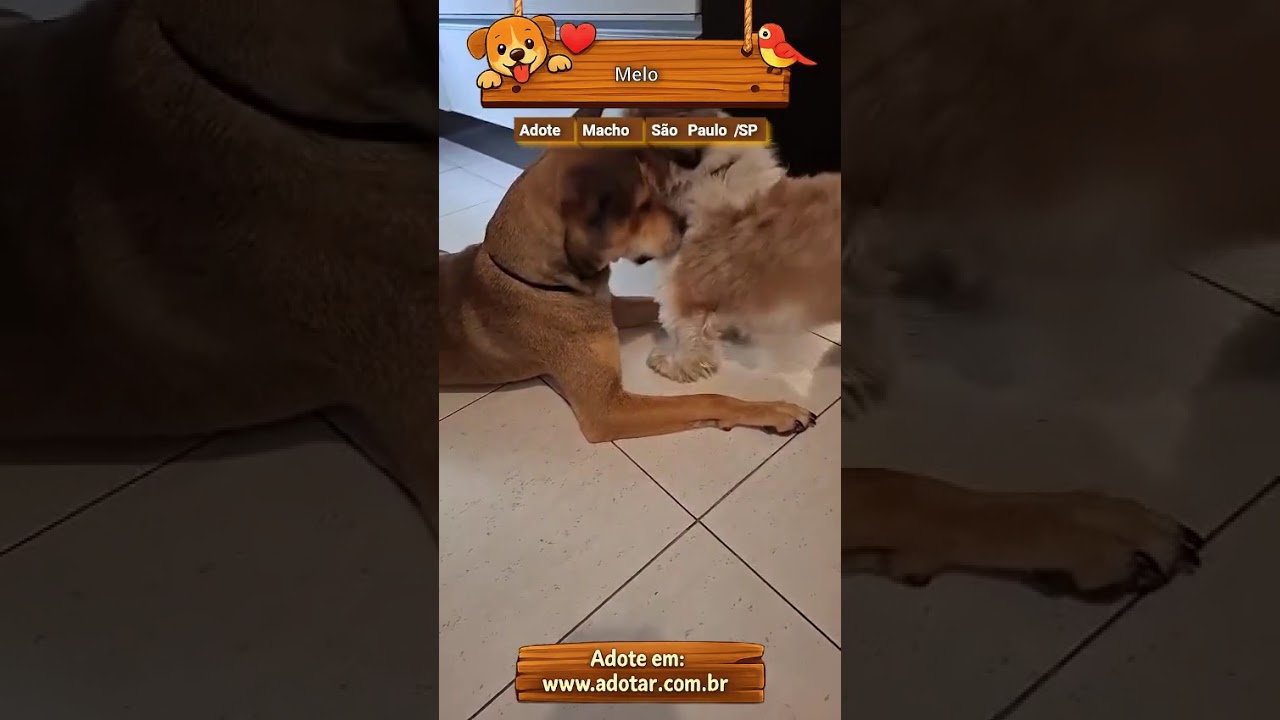 Cachorro raça SRD-ViraLata idade 1 ano nome Melo