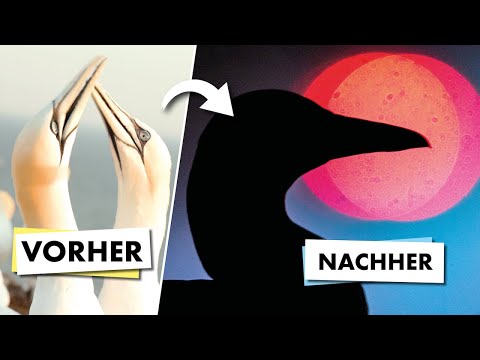 From beginner to professional (HELGOLAND - Paradise of nature photography)